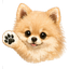 右足あげてるポメちゃん